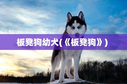 板凳狗幼犬(《板凳狗》) 