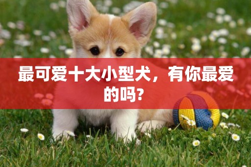 最可愛十大小型犬，有你最愛的嗎? 
