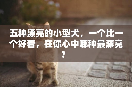 五種漂亮的小型犬，一個比一個好看，在你心中哪種最漂亮？ 