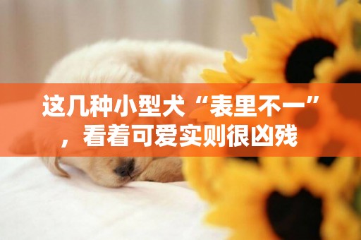 這幾種小型犬“表里不一”，看著可愛實則很兇殘 