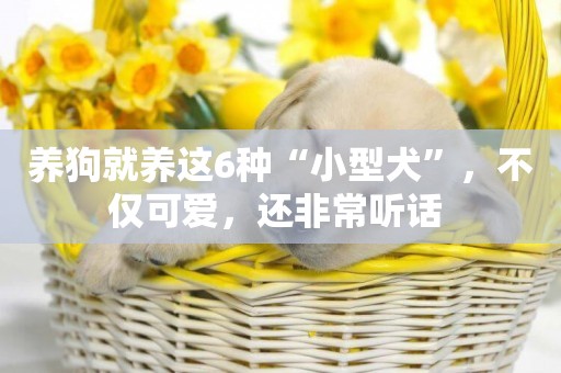 養狗就養這6種“小型犬”，不僅可愛，還非常聽話 