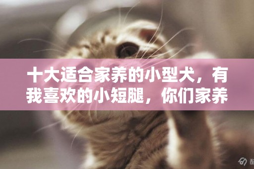 十大適合家養的小型犬，有我喜歡的小短腿，你們家養的啥？ 
