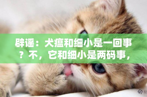 辟謠：犬瘟和細小是一回事？不，它和細小是兩碼事，癥狀也不一樣 