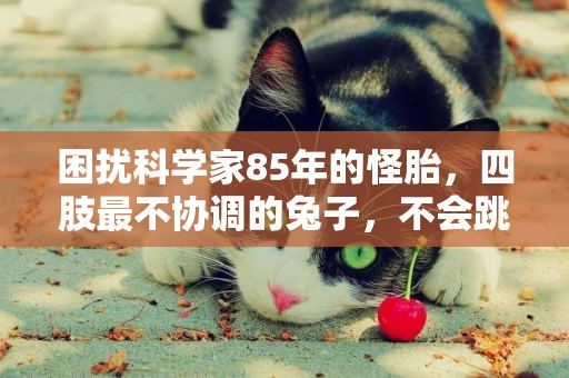 困擾科學家85年的怪胎，四肢最不協調的兔子，不會跳躍而會倒立 
