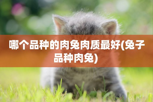 哪個品種的肉兔肉質最好(兔子品種肉兔) 