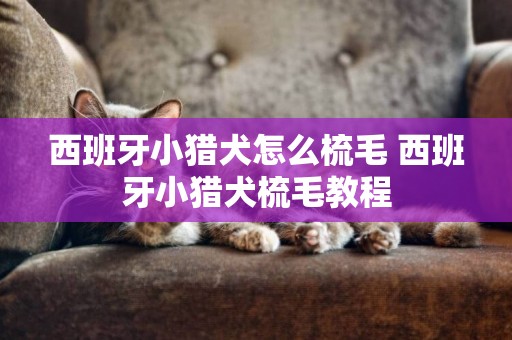 西班牙小獵犬怎么梳毛 西班牙小獵犬梳毛教程