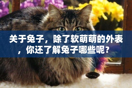 關于兔子，除了軟萌萌的外表，你還了解兔子哪些呢？ 