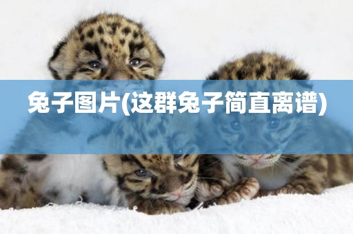 兔子圖片(這群兔子簡直離譜) 