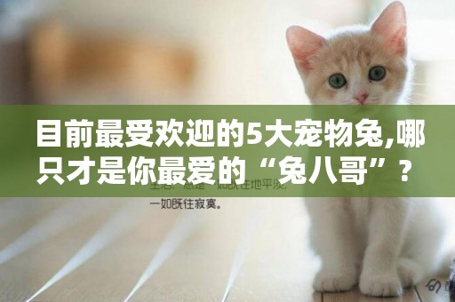 目前最受歡迎的5大寵物兔,哪只才是你最愛的“兔八哥”? 