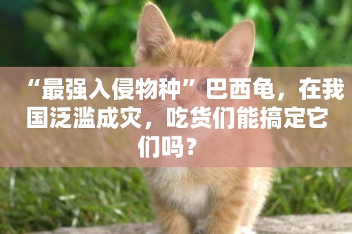 “最強入侵物種”巴西龜，在我國泛濫成災，吃貨們能搞定它們嗎？ 