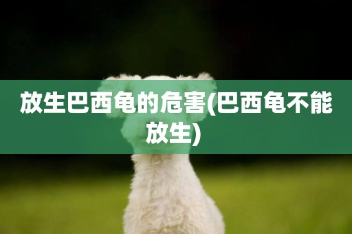 放生巴西龜的危害(巴西龜不能放生) 
