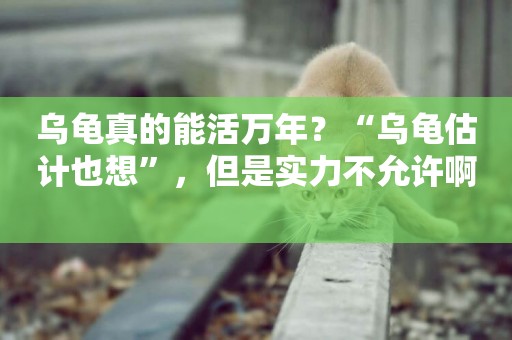 烏龜真的能活萬年？“烏龜估計也想”，但是實力不允許啊 