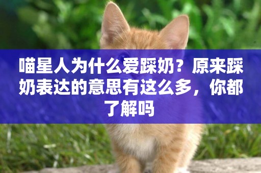 喵星人為什么愛踩奶？原來踩奶表達的意思有這么多，你都了解嗎 