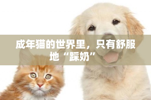 成年貓的世界里，只有舒服地“踩奶” 