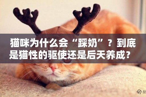 貓咪為什么會“踩奶”？到底是貓性的驅使還是后天養成？ 