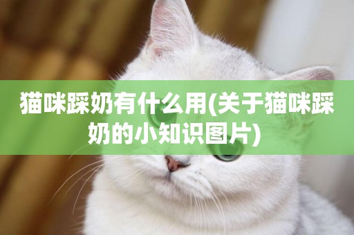 貓咪踩奶有什么用(關于貓咪踩奶的小知識圖片) 