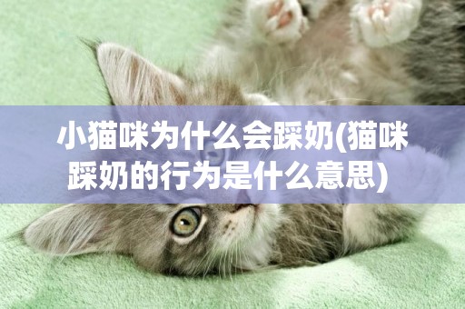 小貓咪為什么會踩奶(貓咪踩奶的行為是什么意思) 