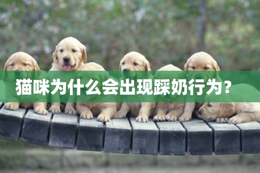 貓咪為什么會出現踩奶行為？ 