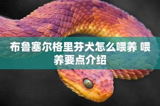 布魯塞爾格里芬犬怎么喂養 喂養要點介紹