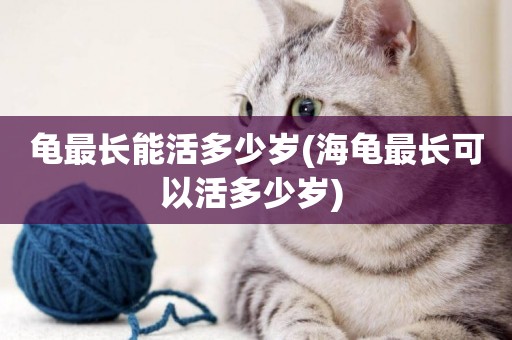 龜最長能活多少歲(海龜最長可以活多少歲) 