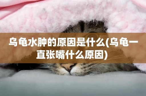 烏龜水腫的原因是什么(烏龜一直張嘴什么原因) 