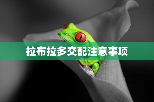 拉布拉多交配注意事項