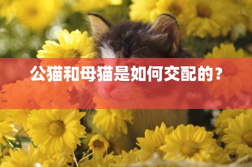 公貓和母貓是如何交配的？ 