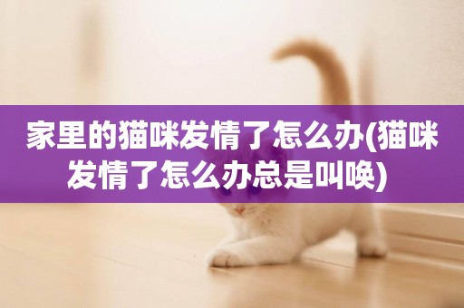 家里的貓咪發情了怎么辦(貓咪發情了怎么辦總是叫喚) 
