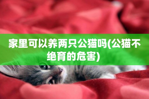 家里可以養兩只公貓嗎(公貓不絕育的危害) 