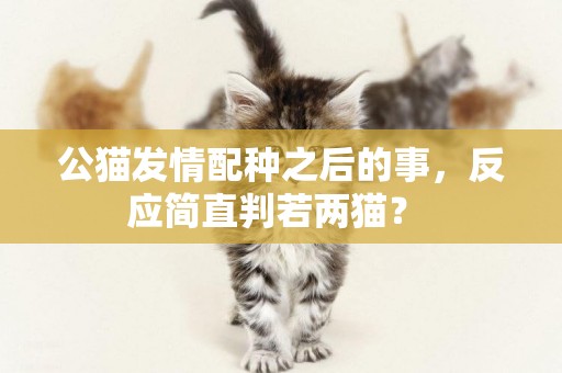公貓發情配種之后的事，反應簡直判若兩貓？ 
