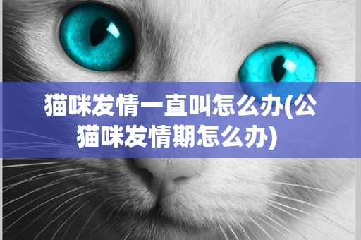貓咪發情一直叫怎么辦(公貓咪發情期怎么辦) 