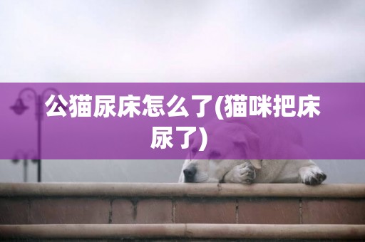公貓尿床怎么了(貓咪把床尿了) 