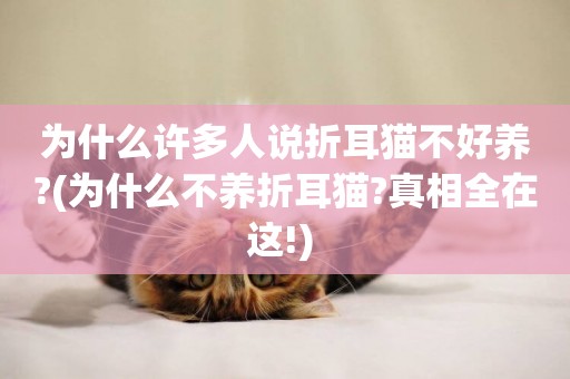 為什么許多人說折耳貓不好養?(為什么不養折耳貓?真相全在這!) 