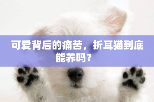 可愛背后的痛苦，折耳貓到底能養嗎？ 