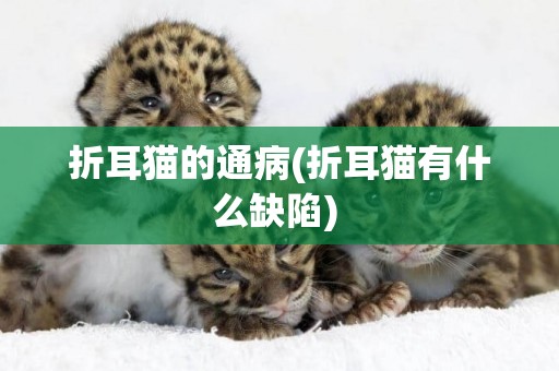 折耳貓的通病(折耳貓有什么缺陷) 