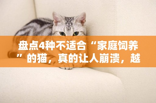 盤點4種不適合“家庭飼養”的貓，真的讓人崩潰，越養越心累 