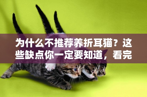 為什么不推薦養折耳貓？這些缺點你一定要知道，看完你還想養嗎？ 