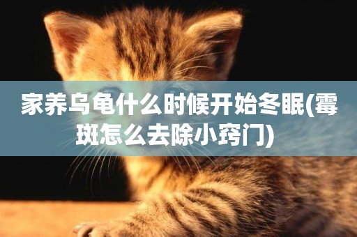 家養烏龜什么時候開始冬眠(霉斑怎么去除小竅門) 