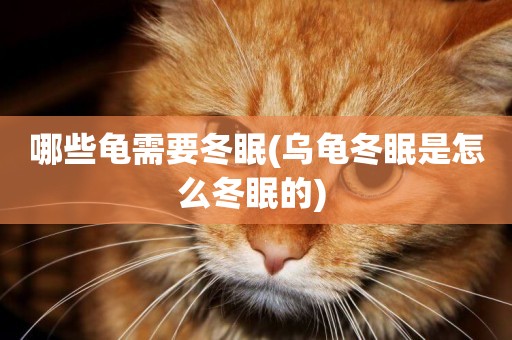 哪些龜需要冬眠(烏龜冬眠是怎么冬眠的) 