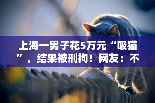 上海一男子花5萬元“吸貓”，結果被刑拘！網友：不怕晚上睡覺被撓死？ 