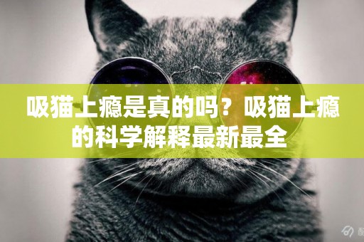 吸貓上癮是真的嗎？吸貓上癮的科學解釋最新最全 