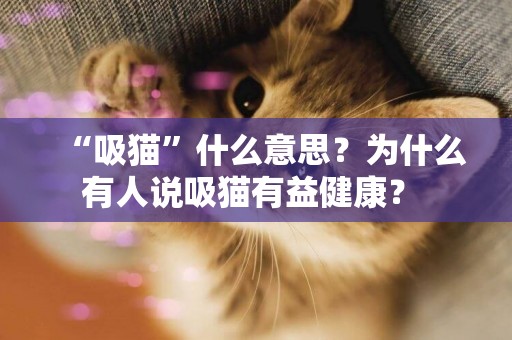 “吸貓”什么意思？為什么有人說吸貓有益健康？ 