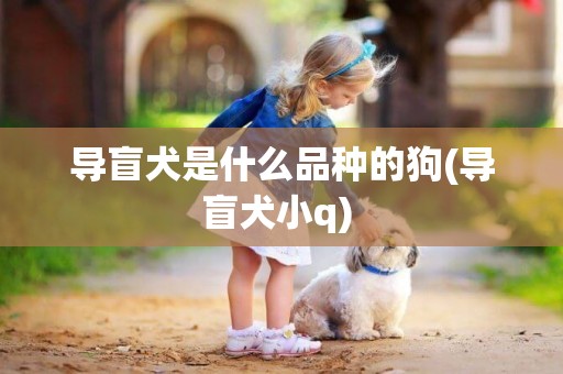 導盲犬是什么品種的狗(導盲犬小q) 