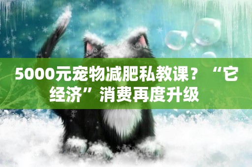 5000元寵物減肥私教課？“它經濟”消費再度升級 