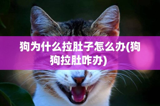狗為什么拉肚子怎么辦(狗狗拉肚咋辦) 