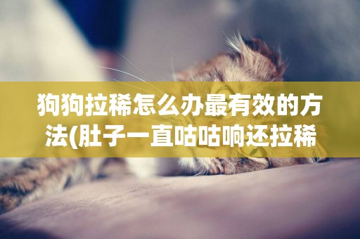 狗狗拉稀怎么辦最有效的方法(肚子一直咕咕響還拉稀是怎么回事) 