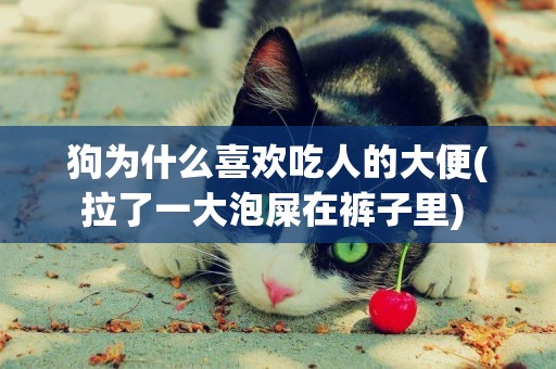 狗為什么喜歡吃人的大便(拉了一大泡屎在褲子里) 