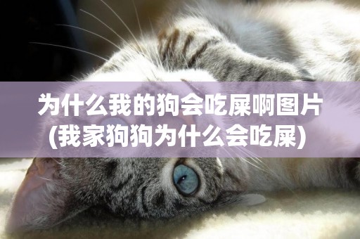 為什么我的狗會吃屎啊圖片(我家狗狗為什么會吃屎) 