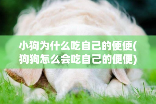 小狗為什么吃自己的便便(狗狗怎么會吃自己的便便) 