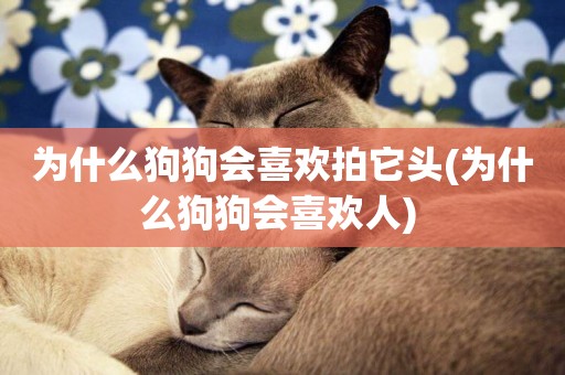 為什么狗狗會喜歡拍它頭(為什么狗狗會喜歡人) 